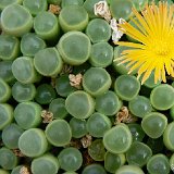 Fenestraria rhopalophylla ssp. aurantiaca JLcoll.1675